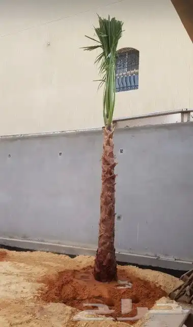 نخل واشنطني نخل ملوكي وعربي واشجار ثيل طبيعي للبيع 12