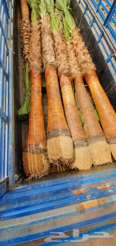 نخل واشنطني نخل ملوكي وعربي واشجار ثيل طبيعي للبيع 18