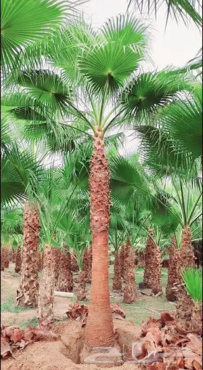 نخل واشنطني نخل ملوكي وعربي واشجار ثيل طبيعي للبيع 7