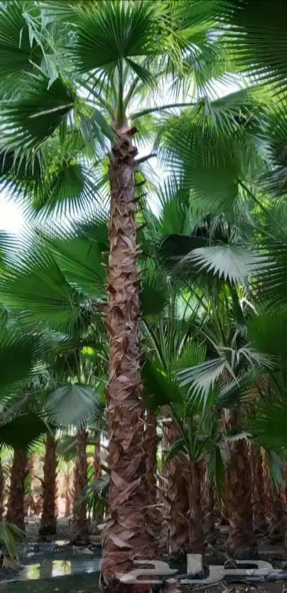 نخل واشنطني نخل ملوكي وعربي واشجار ثيل طبيعي للبيع 11