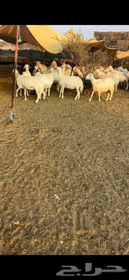 ضان20مفاصيل شرط 5
