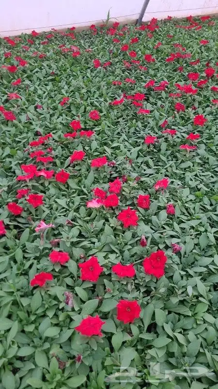 ثيل طبيعي c2000درجه اولى شرط 8