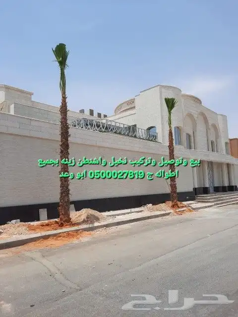 نخل واشنطني نخل ملوكي وعربي واشجار ثيل طبيعي للبيع 15