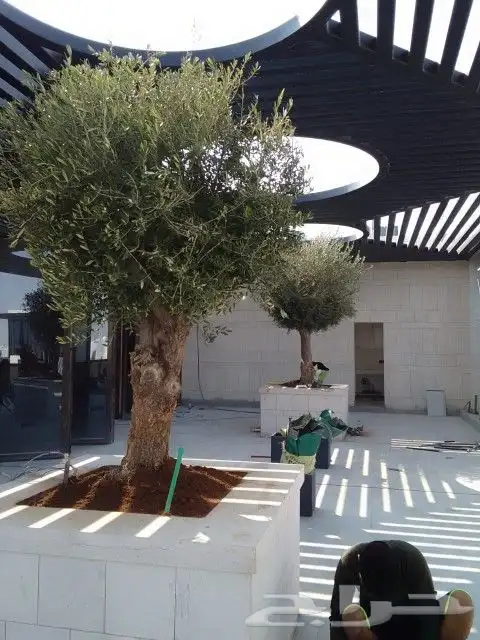 اشجار زيتون في مراكن معمر مشاء الله تبارك الله 4