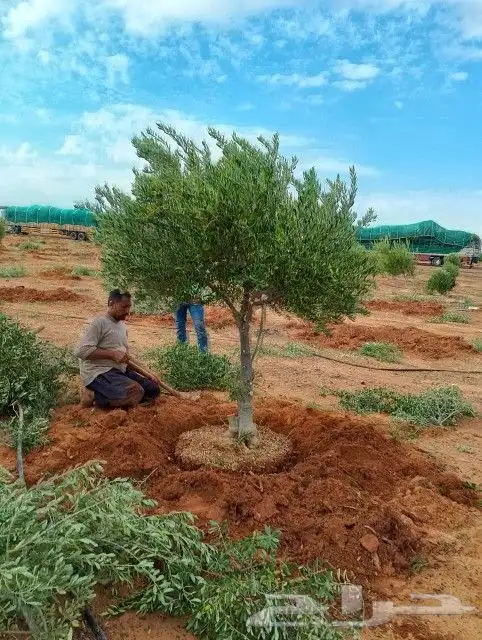 زيتون مثمر ونخيل واشنطني وعربي 9