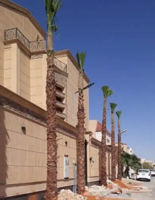 نخل واشنطني نخل ملوكي وعربي واشجار ثيل طبيعي للبيع 10