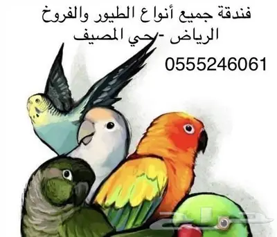 فندقه قطط طيور 6061 24 0555 حي المصيف 1