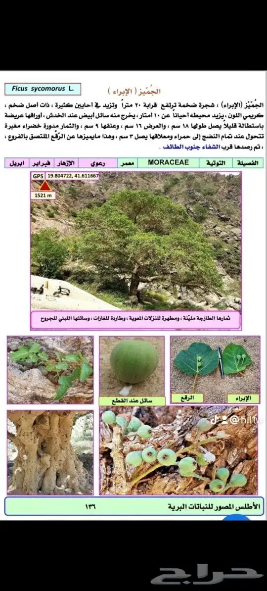 شتلات جميز 1