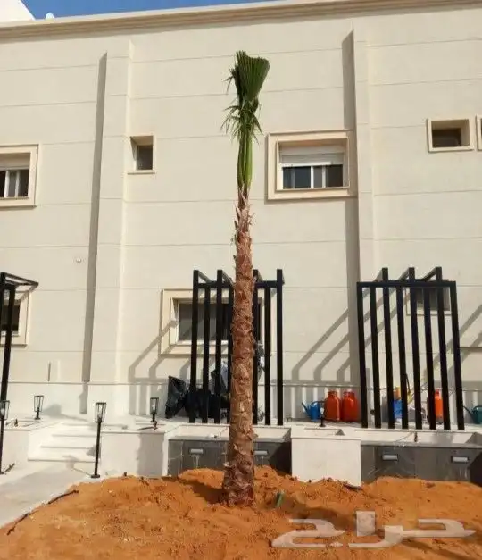 نخل واشنطني نخل ملوكي وعربي واشجار ثيل طبيعي للبيع 9