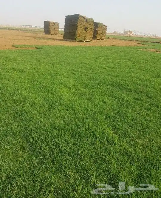 نخل واشنطني نخل ملوكي وعربي واشجار ثيل طبيعي للبيع 16