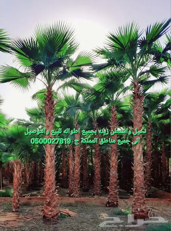 نخل واشنطني نخل ملوكي وعربي واشجار ثيل طبيعي للبيع 4