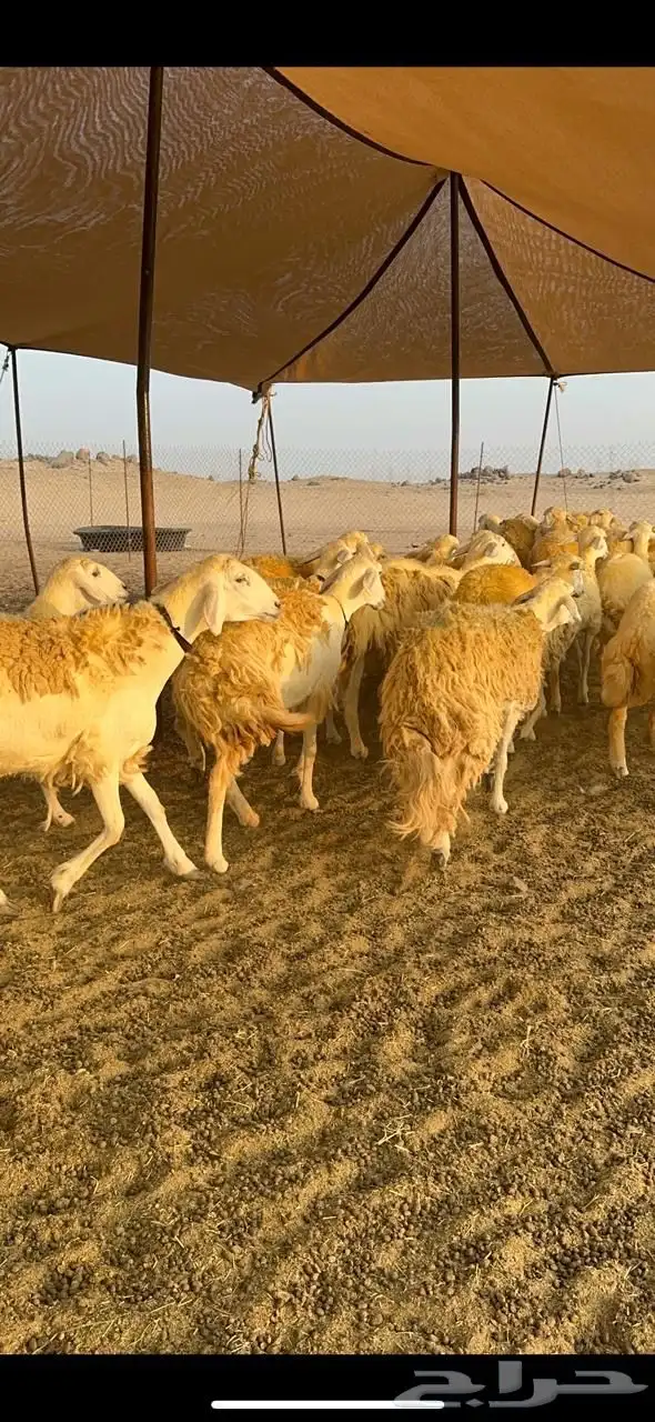 غنم حرية رخال صنف حرررش فاخر العدد 37 بلفحل 2