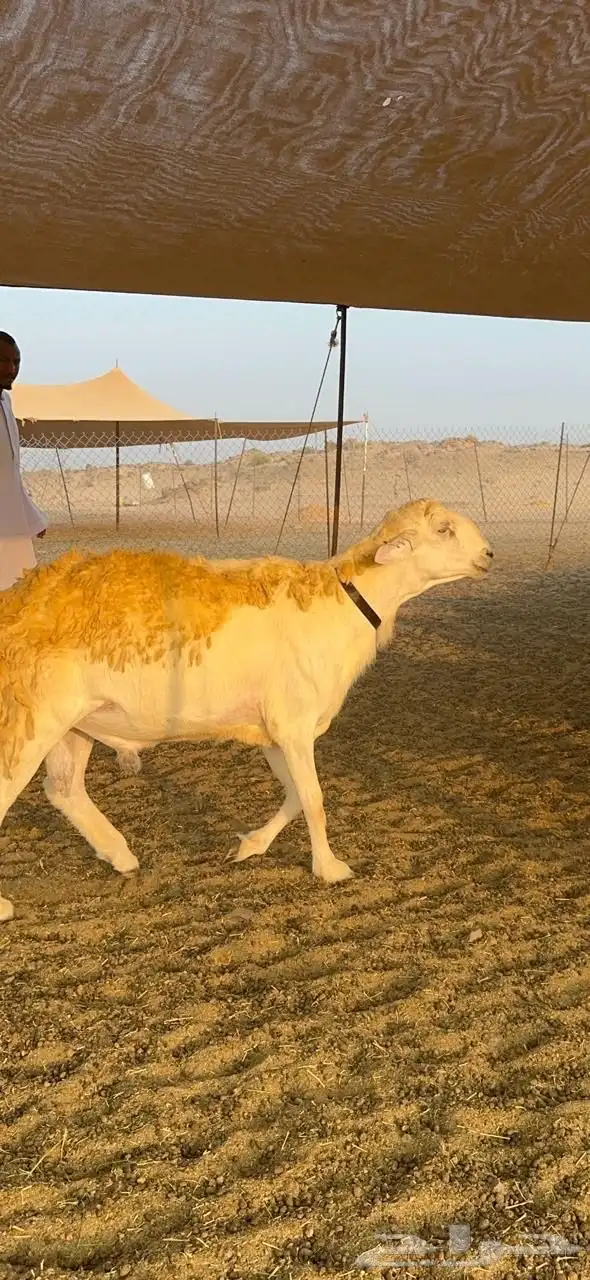 غنم حرية رخال صنف حرررش فاخر العدد 37 بلفحل 28