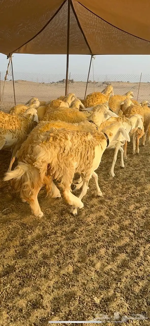 غنم حرية رخال صنف حرررش فاخر العدد 37 بلفحل 9