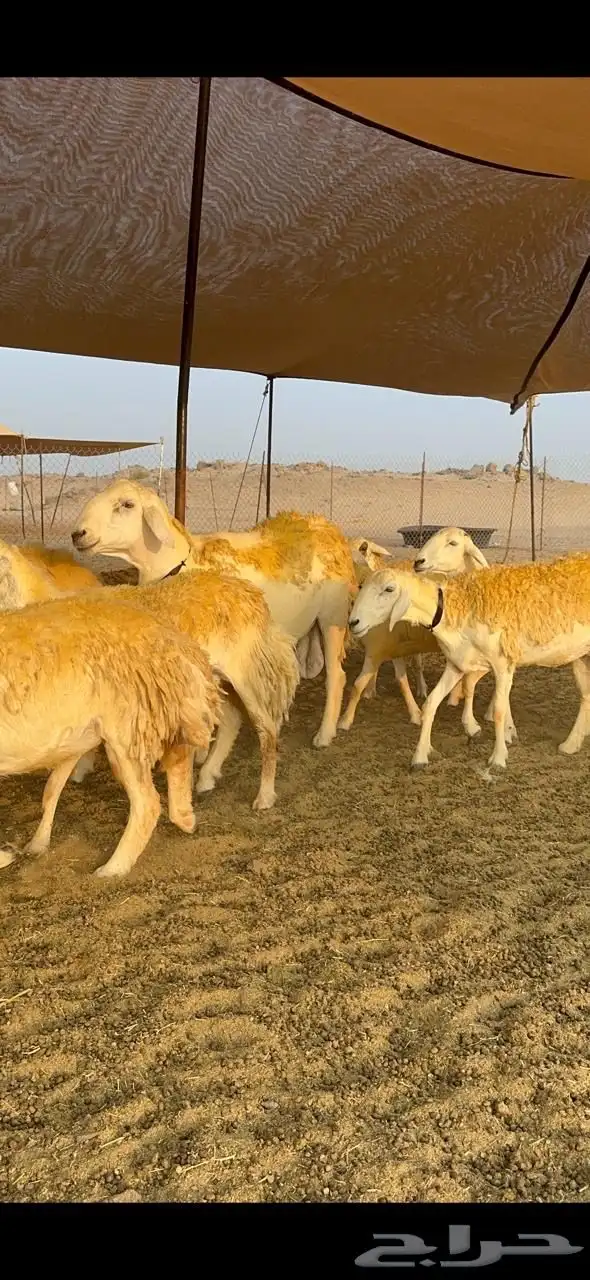 غنم حرية رخال صنف حرررش فاخر العدد 37 بلفحل 7
