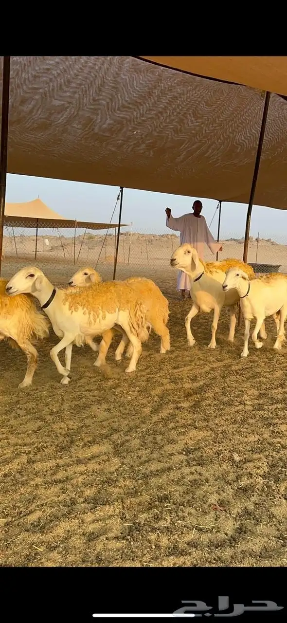غنم حرية رخال صنف حرررش فاخر العدد 37 بلفحل 16