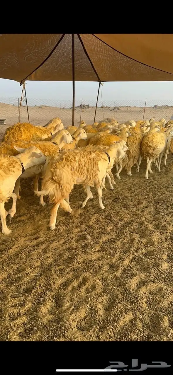 غنم حرية رخال صنف حرررش فاخر العدد 37 بلفحل 26