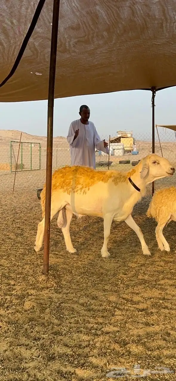 غنم حرية رخال صنف حرررش فاخر العدد 37 بلفحل 20