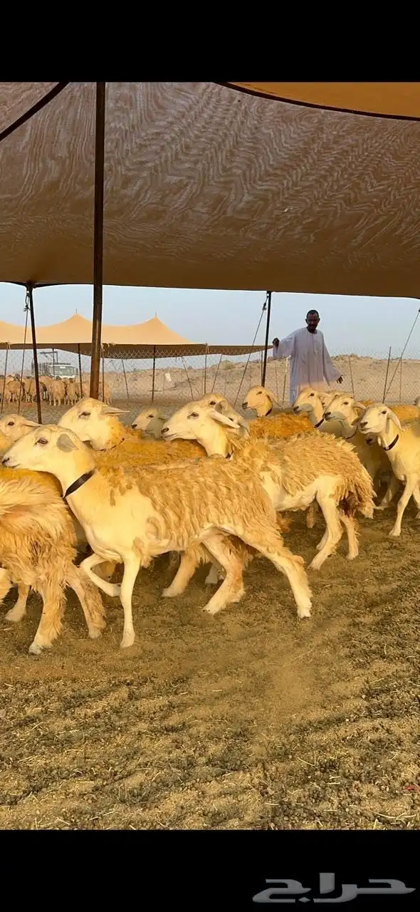 غنم حرية رخال صنف حرررش فاخر العدد 37 بلفحل 18