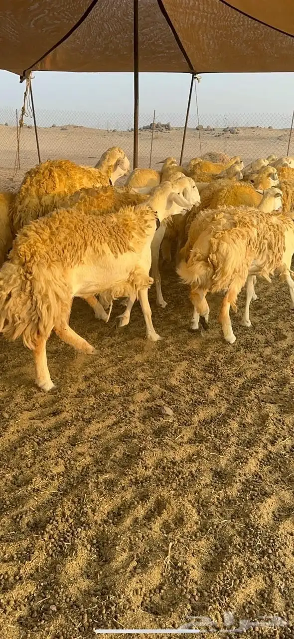 غنم حرية رخال صنف حرررش فاخر العدد 37 بلفحل 25