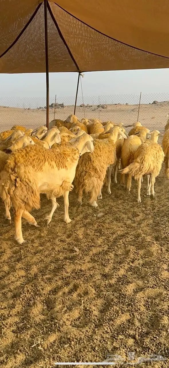 غنم حرية رخال صنف حرررش فاخر العدد 37 بلفحل 3