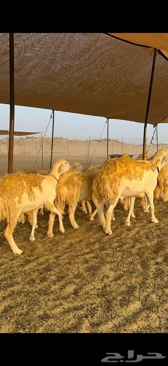 غنم حرية رخال صنف حرررش فاخر العدد 37 بلفحل 11