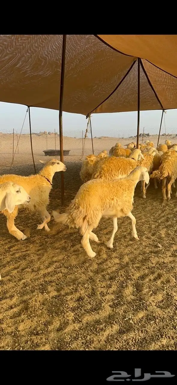 غنم حرية رخال صنف حرررش فاخر العدد 37 بلفحل 27
