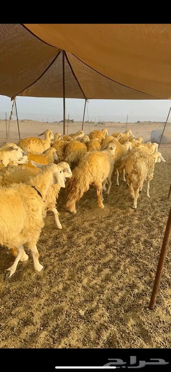 غنم حرية رخال صنف حرررش فاخر العدد 37 بلفحل 30