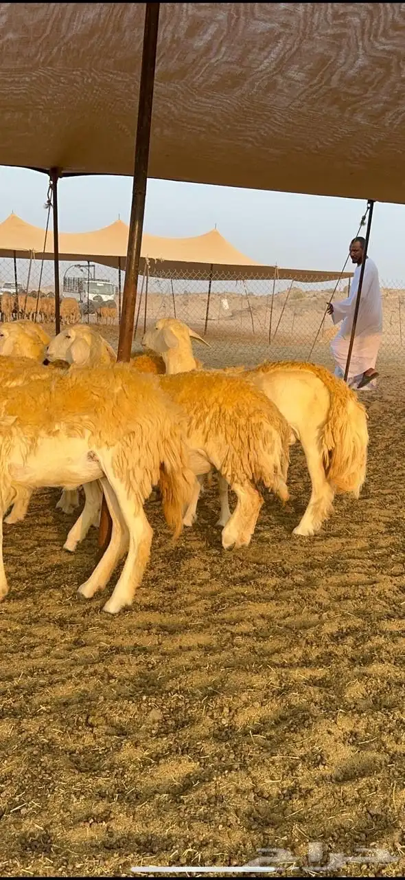 غنم حرية رخال صنف حرررش فاخر العدد 37 بلفحل 13