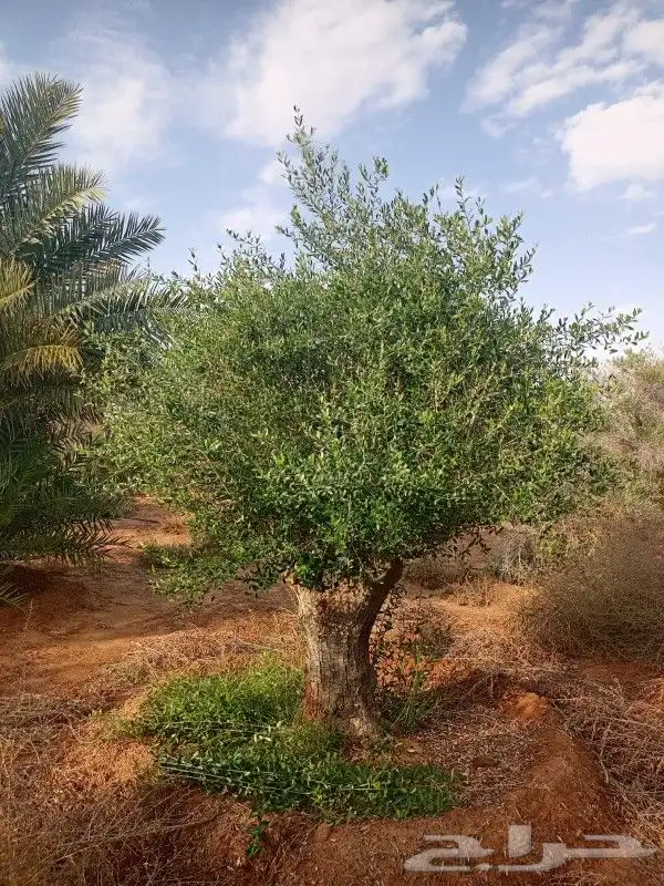 اشجار زيتون في مراكن معمر مشاء الله تبارك الله 3