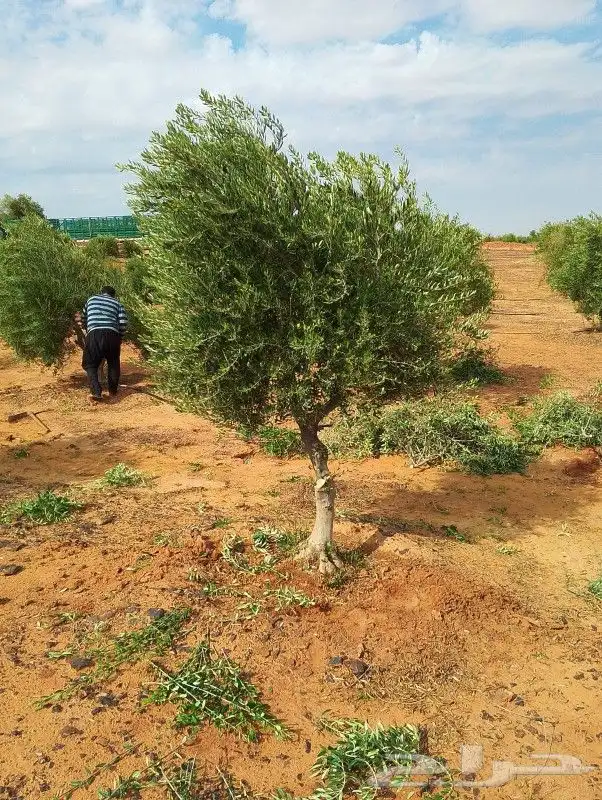 زيتون مثمر ونخيل واشنطني وعربي 7