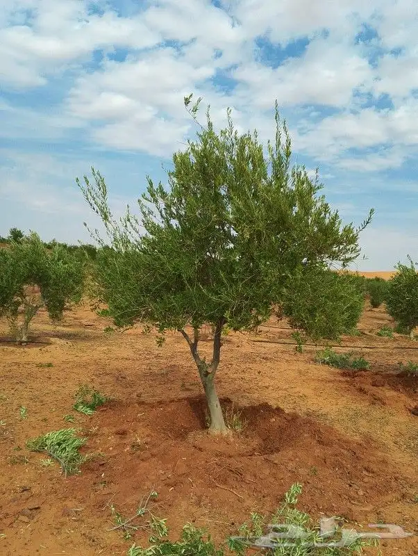 زيتون مثمر ونخيل واشنطني وعربي 6