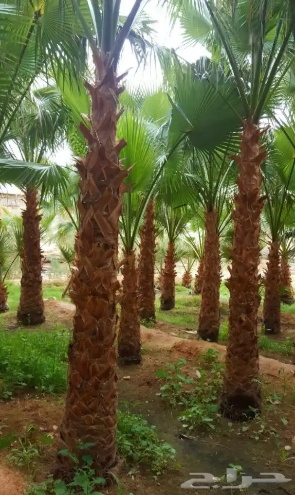 نخل واشنطني نخل ملوكي وعربي واشجار ثيل طبيعي للبيع 6