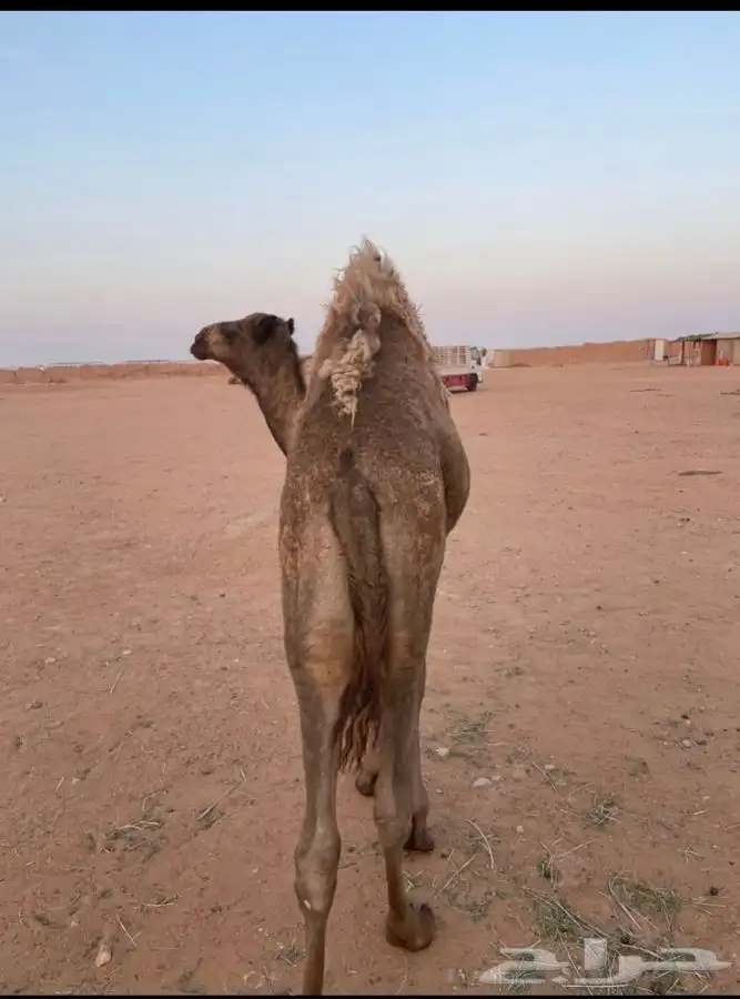 قعود قصب سمين قاطع 1