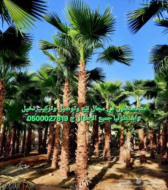 نخل واشنطني نخل ملوكي وعربي واشجار ثيل طبيعي للبيع 3