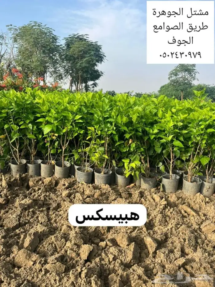 ريتون اشجار مثمرة ومعمرة 2