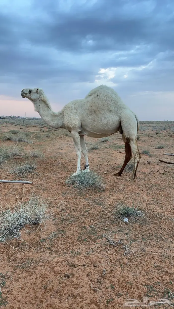 ناقه حايل للبيع 1