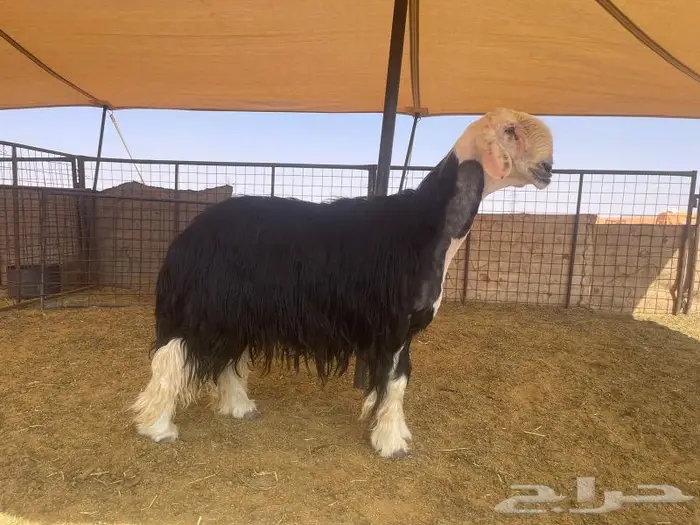فحل نجدي ينسف (تم البيع) 1