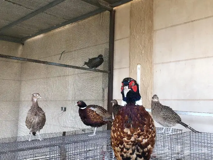 طير الفزن الأمريكي ( فزن امريكي ) 6