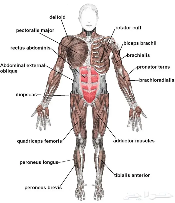 شرح انتومي و تشريح كليات الطب و العلاج الطبيعي. 0