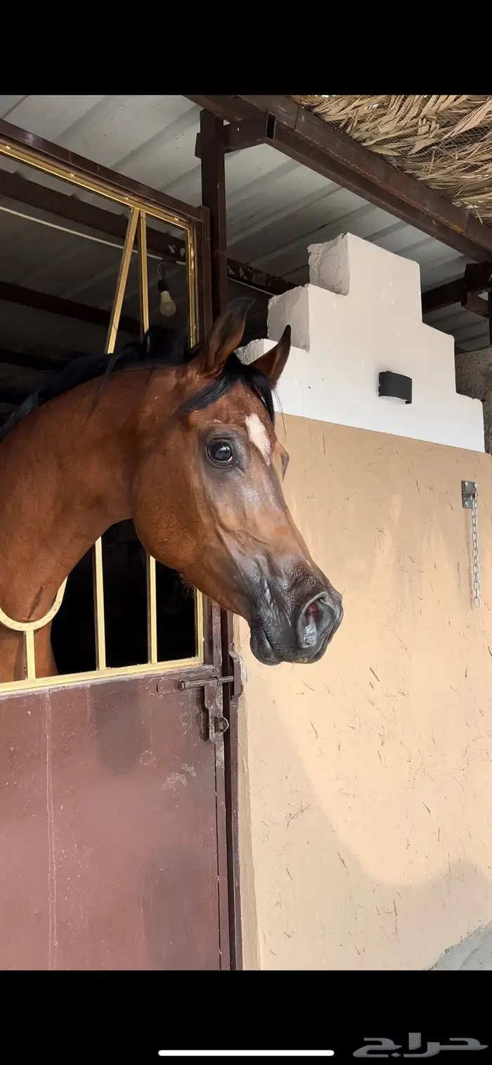 ايواء عسف خيل 0