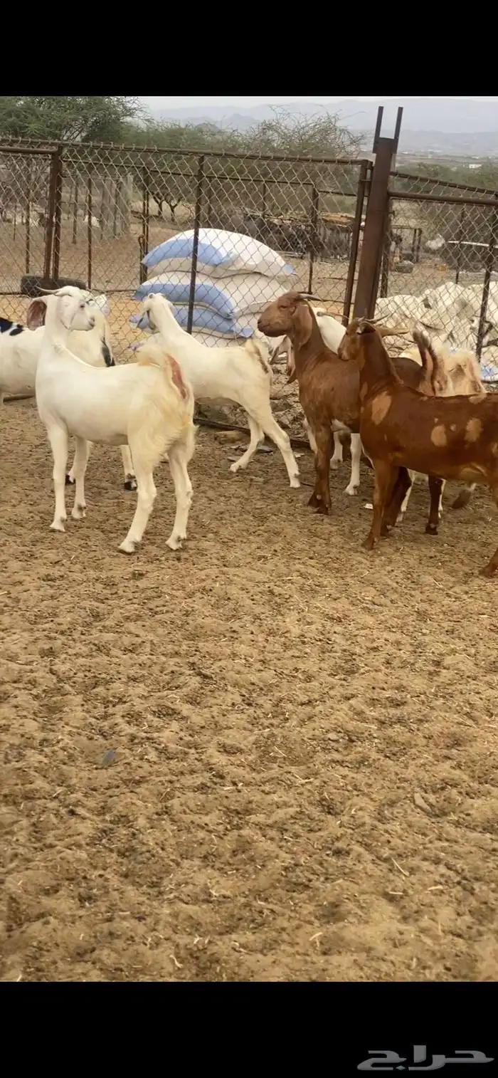 للبيع جفار تاسيس مراح 3