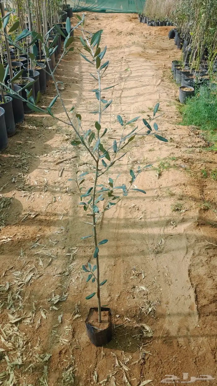 شتلات زيتون 1