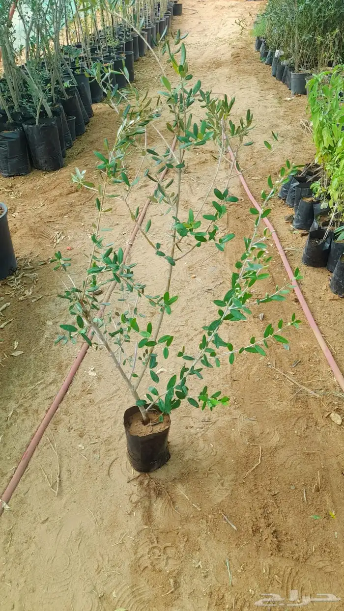 شتلات زيتون 0