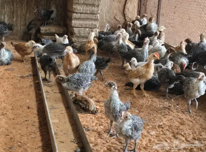 دجاج شهرين جمله وتفريد 0