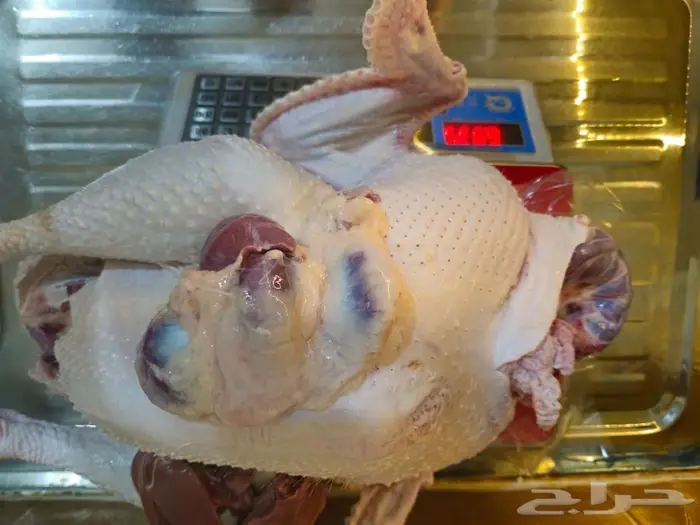 ديك رومي ذبح طازج عند الطلب 3