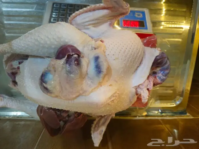 ديك رومي ذبح طازج عند الطلب 2