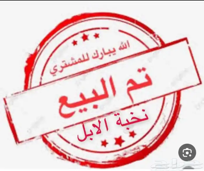 قعود قصب سمين قاطع 0