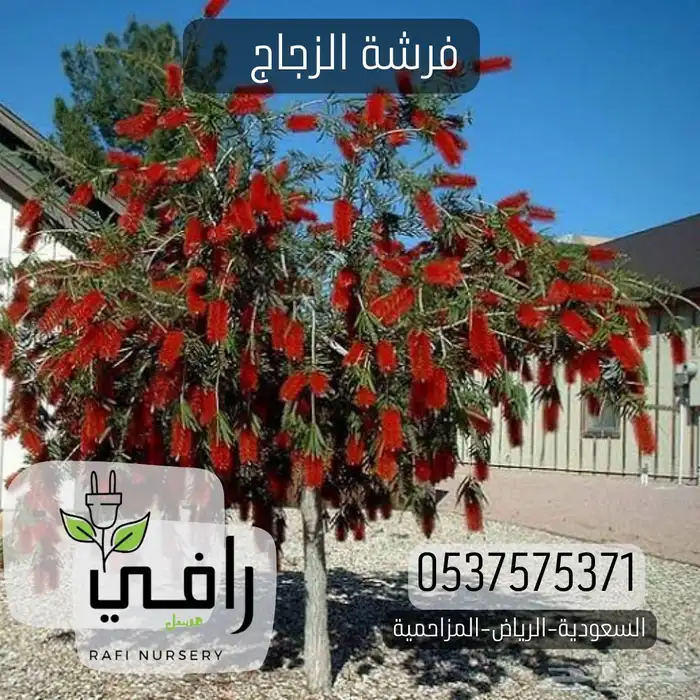 شتلات اشجار الزينة 3
