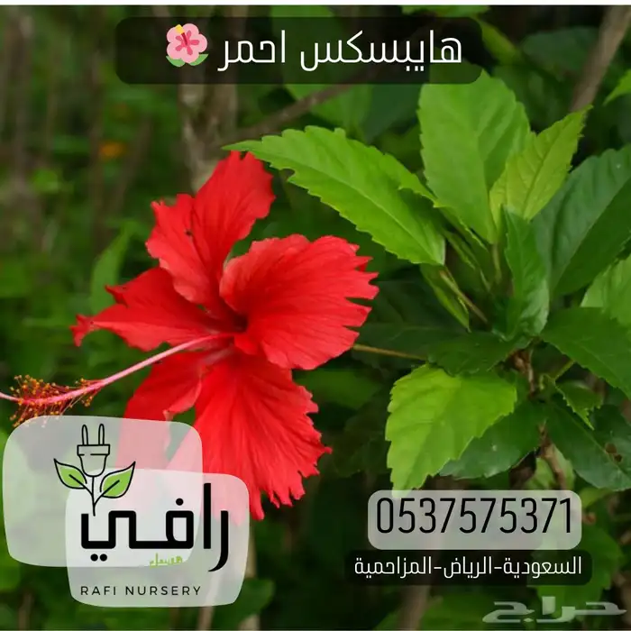 شتلات اشجار الزينة 0
